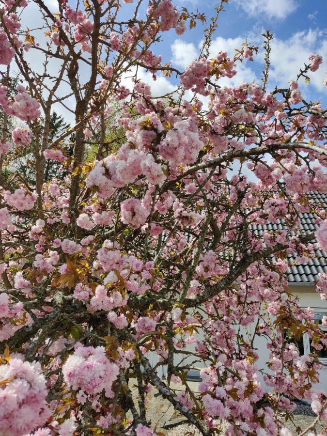 Rosengård Leilighet Hammel Eksteriør bilde